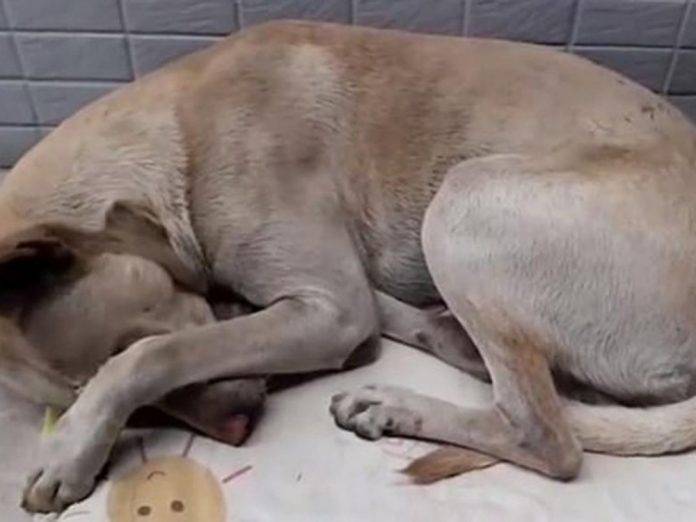 Perrito espera por medio año a su dueño que lo abandonó