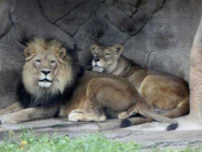 Salta a fosa de leones en zoológico y lo matan