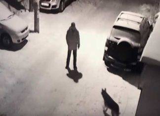 Por patear a un perrito se lleva tremendo golpe en la cabeza