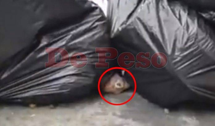 Hallan cabeza de gato fileteado junto a restaurante chino