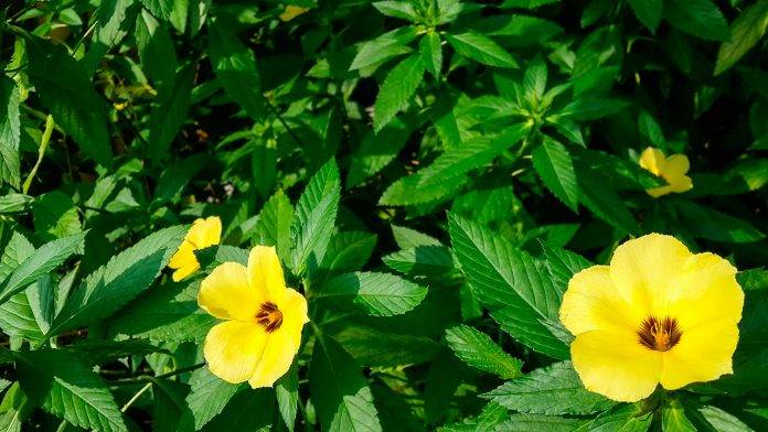 ¿Quieres mejorar tu apetito sexual? esta planta debes consumir