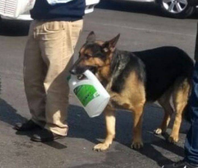 Perrito hace fila en gasolinera con su garrafón