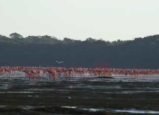 Bella e interminable cola de flamencos paraliza a todo mundo en Celestún Pocas veces se ve en Yucatán a tantos flamencos reunidos al mismo tiempo.