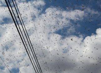 Nube de langostas llama la atención de meridanos Nube de langostas llama la atención de meridanos
