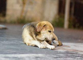 Psicólogos explican por qué la gente maltrata a los animales Psicólogos explican por qué la gente maltrata a los animales
