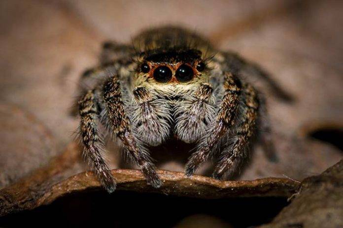 Una araña y un vecino chismoso causan operativo policiaco