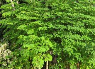 Moringa, la medicina natural contra la diabetes y el colesterol Moringa, la medicina natural contra la diabetes y el colesterol