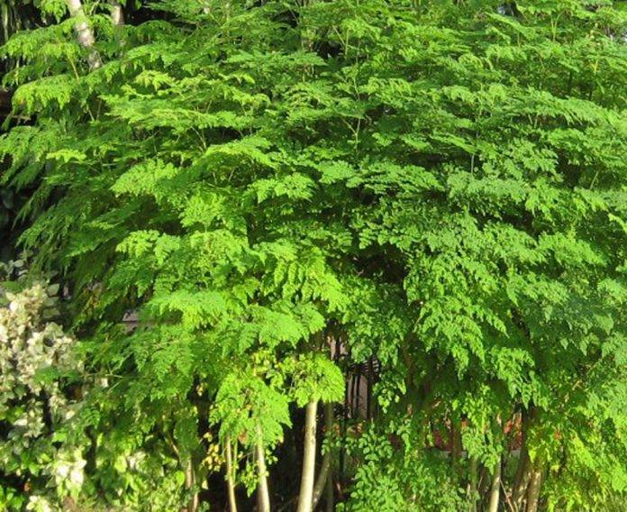 Moringa, la medicina natural contra la diabetes y el colesterol