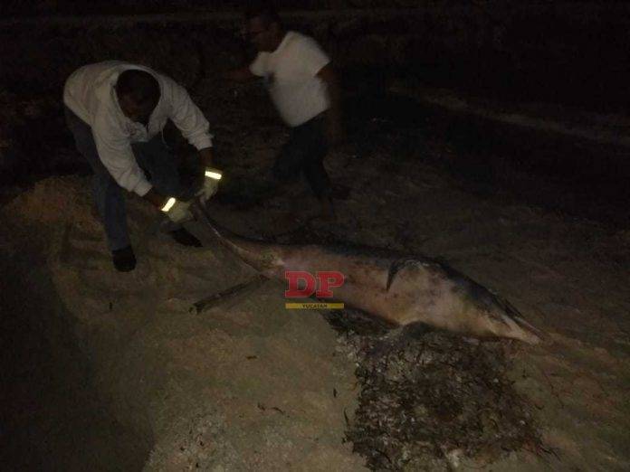 Al parecer ya estaba muerto el delfincito cuando fue hallado.