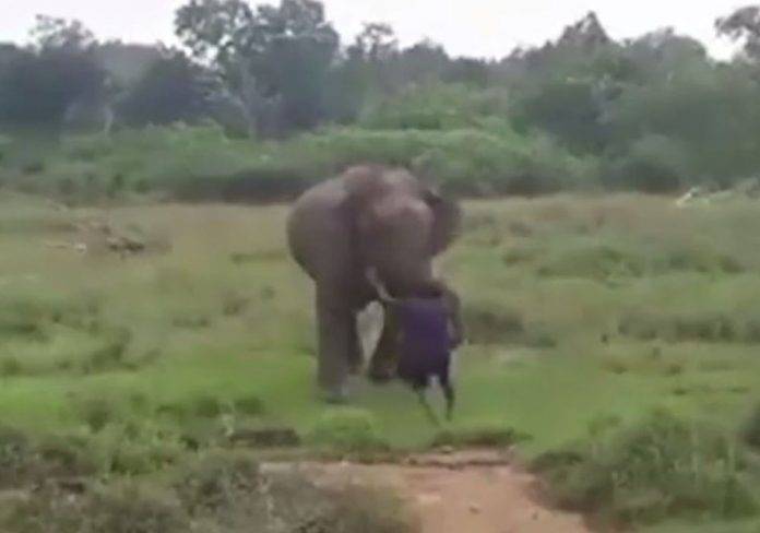 Muere pisoteado por elefante al que intentaba 'hipnotizar'