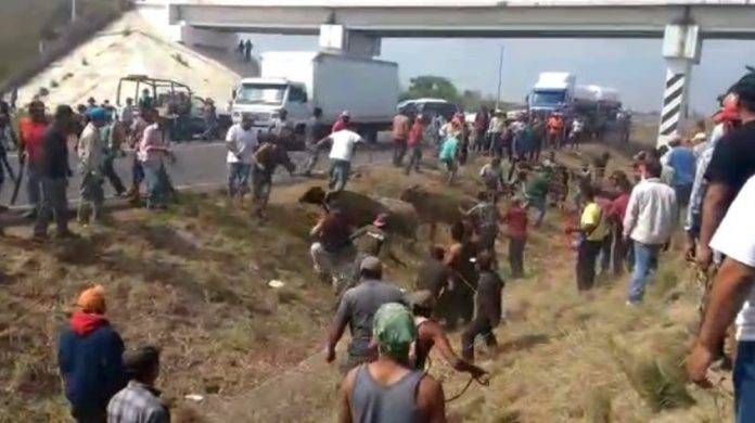 Roban ganado de un camión que se accidentó en Veracruz (video)
