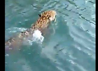 Jaguar atraviesa a nado el río Palizada (video) Jaguar atraviesa a nado el río Palizada (video)