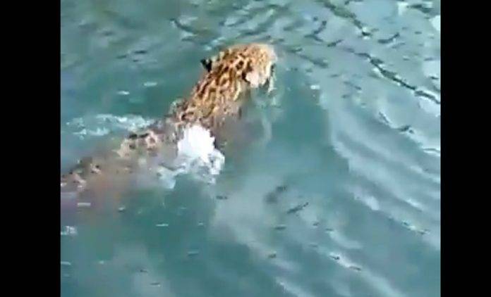 Jaguar atraviesa a nado el río Palizada (video)