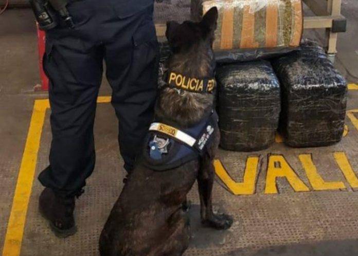 Olfato canino permite localizar cargamento de mariguana