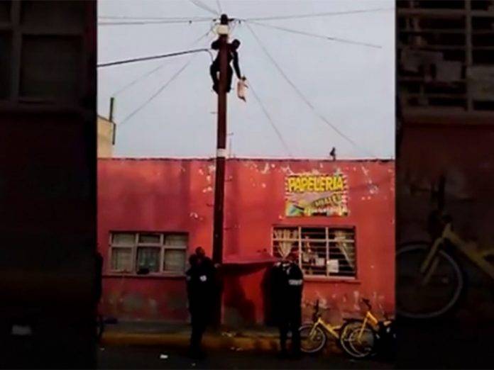 Rescatan a un gato que subió a un poste y no pudo bajar (video)