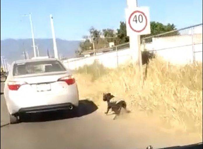 Guiadora arrastra un perro con su coche y dice que lo está salvando