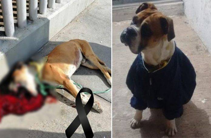 Piden justicia para perro que fue asesinado con explosivos en la cabeza