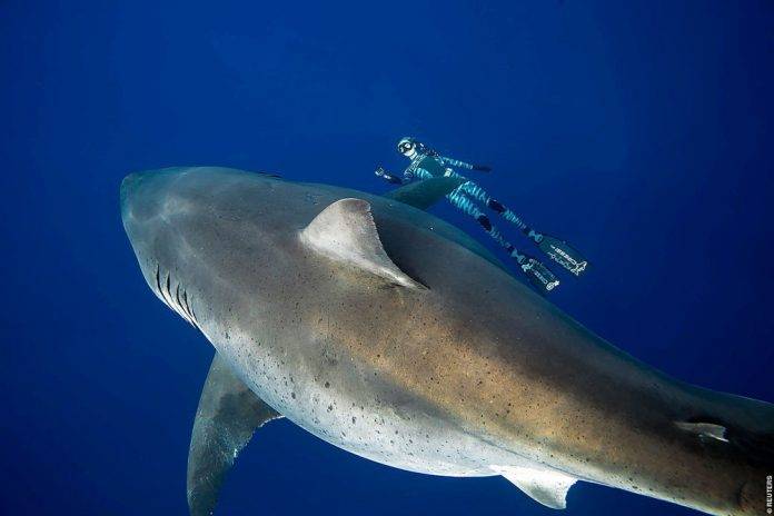 Logran fotografiar al tiburón más grande del mundo.
