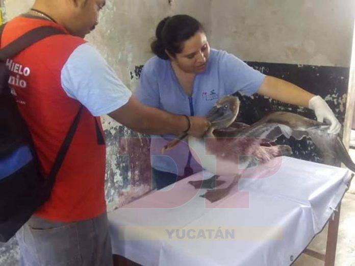 Pelícano cansado hace una visita sorpresa a Ticul