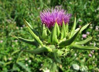¿Quieres limpiar tu hígado de manera natural? conoce esta planta ¿Quieres limpiar tu hígado de manera natural? conoce esta planta