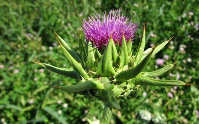 ¿Quieres limpiar tu hígado de manera natural? conoce esta planta