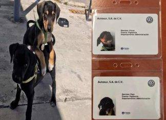 Agencia automotriz adopta y contrata a 2 cachorritos como ‘vigilantes’ Agencia automotriz adopta y contrata a 2 cachorritos como 'vigilantes'