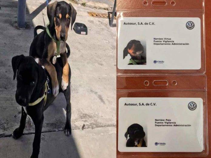 Agencia automotriz adopta y contrata a 2 cachorritos como 'vigilantes'