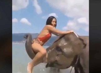 Se quiso ver muy sexy, pero elefante la manda a volar Se quiso ver muy sexy, pero elefante la manda a volar