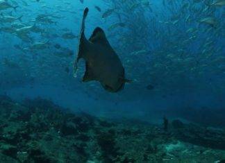 Por cambio climático cambiará color de océanos El estudio publicado en la revista Nature Communications, sugiere que las regiones azules, como las subtropicales, tomarán un tono más azul, reflejando incluso menos fitoplancton, lo cual, en realidad no es una buena noticia.