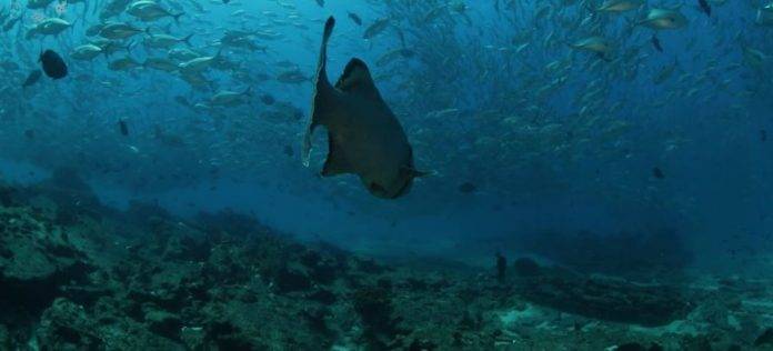 El estudio publicado en la revista Nature Communications, sugiere que las regiones azules, como las subtropicales, tomarán un tono más azul, reflejando incluso menos fitoplancton, lo cual, en realidad no es una buena noticia.