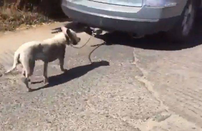 Encadenó a su perro a una camioneta y se lo llevó arrastrado (video)