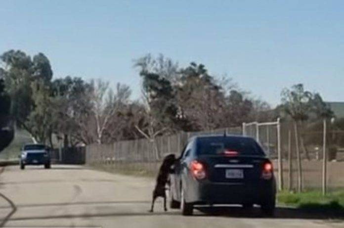 Abandona a su perro en carretera y hasta lo patea (video)