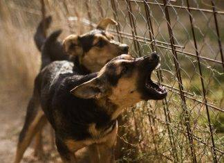 Decretan ley que prohíbe ladrar a los perros Decretan ley que prohíbe ladrar a los perros