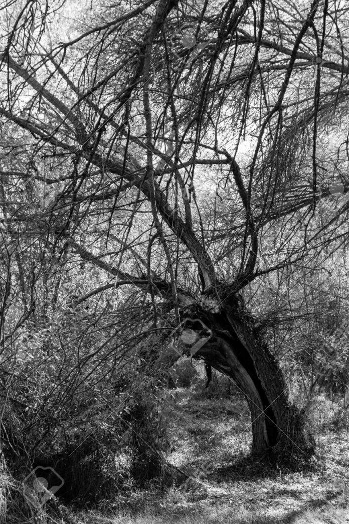 Enigmas: vecino de Dzityá ve a fantasma junto a un árbol