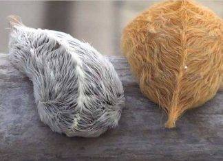 ¡Cuidado! No es un peluche, es una oruga venenosa y vive en Yucatán La oruga peluche puede incitar a ser tomada con las manos, sobre todo por niños y jóvenes.