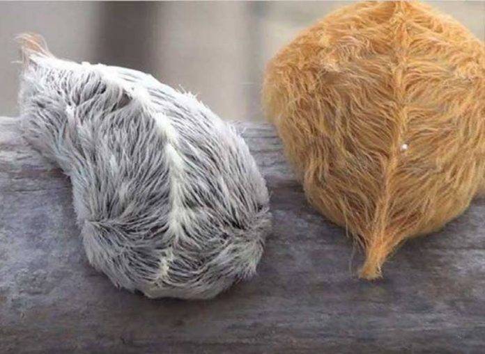 La oruga peluche puede incitar a ser tomada con las manos, sobre todo por niños y jóvenes.
