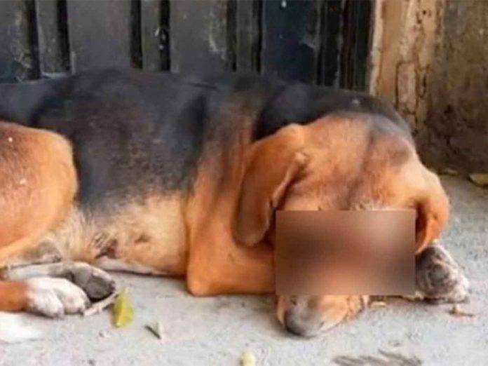 Crueldad animal: le sacan un ojo a un perro y se busca al responsable