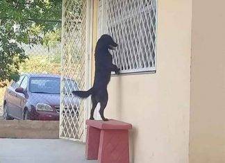 Perrito va a la escuela de su amo para verlo por la ventana