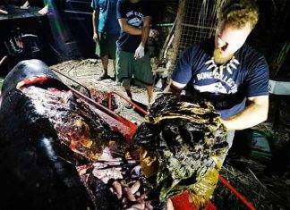 Hallan ballena muerta con 40 kg de plástico en la ‘panza’ Hallan ballena muerta con 40 kg de plástico en la 'panza'