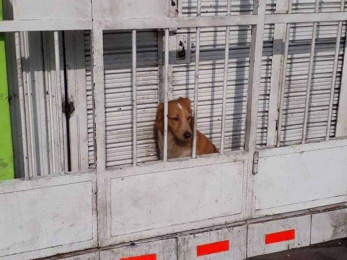 Dejan a perrito 'atorado' entre rejas y cortina metálica para cuidar pizzería