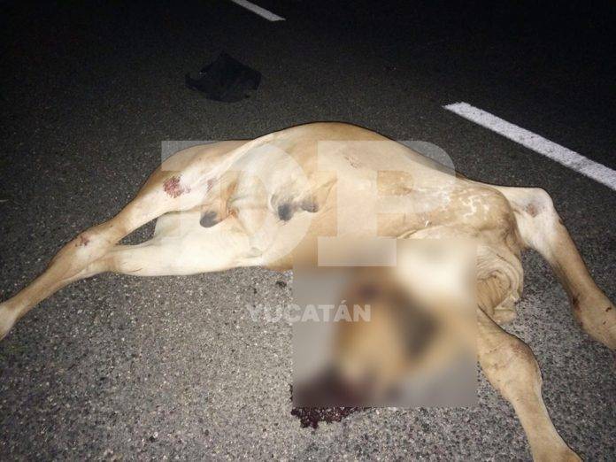 Combi arrolla y mata a una res en la carretera de Baca