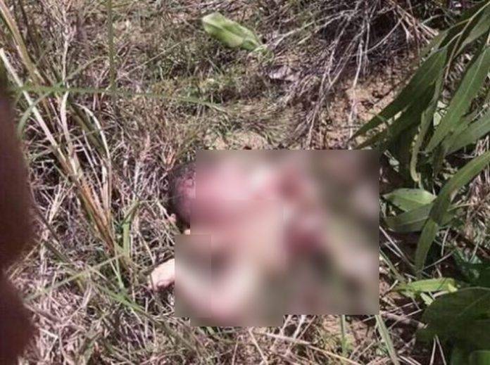 Perros devoran a recién nacido abandonado en el monte