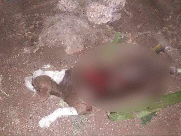 Desquiciado persigue y mata a machetazos a un perro callejero