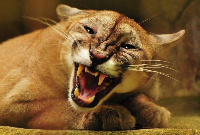 Niño de 7 años a punto de ser devorado por dos pumas