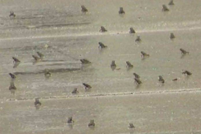 Plaga de sapos venenosos invade FloridaLos que están de plácemes son los controladores de plagas, pues se espera que esta invasión se extienda a otras zonas de ese estado de la Unión Americana.