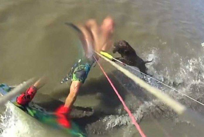 Pitbull casi le arranca el brazo a un surfista (video)
