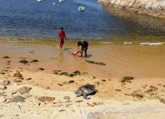 Aparecen más de 80 tortugas muertas en las playas de Guerrero