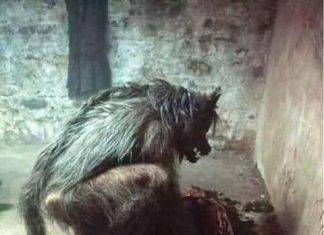 Enigmas: un bestial lobo negro, su amigo “especial”