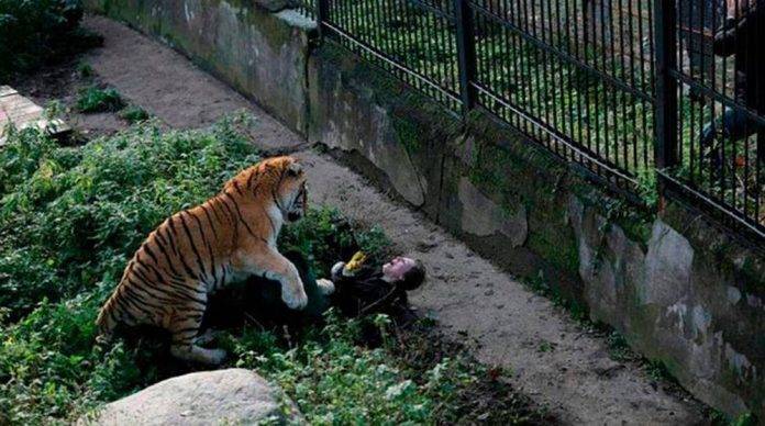 Cuidadora entra a limpiar jaula y tigre la ataca ferozmente