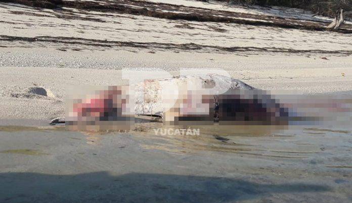 Hallan delfín putrefacto en una playa de Dzilam de Bravo